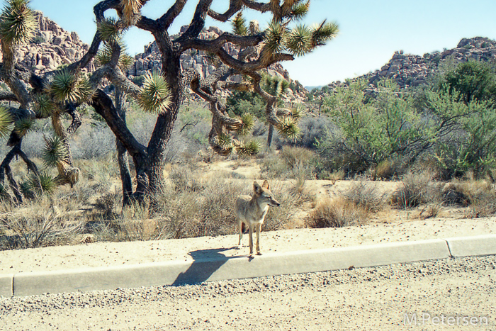 Dingo - Joshua Tree Nationalpark