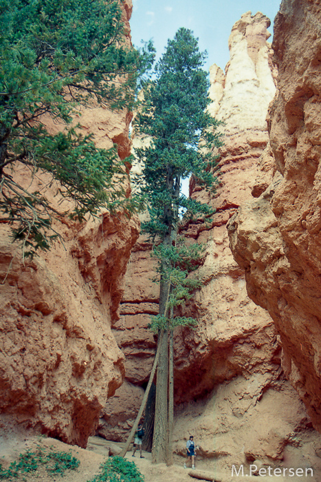 Navajo Trail - Bryce Canyon