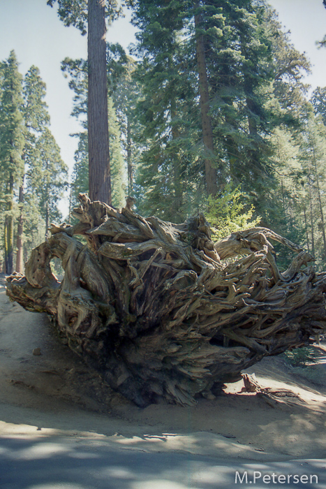 Auto Log - Sequoia Nationalpark