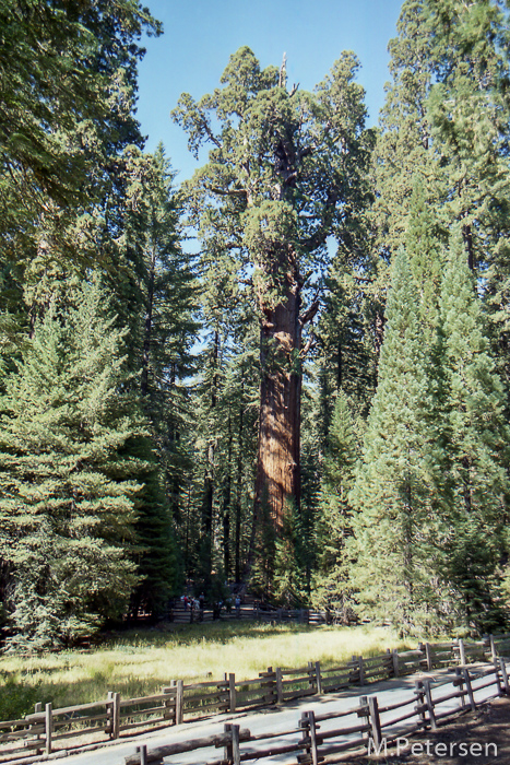 General Sherman Tree - Sequoia Nationalpark