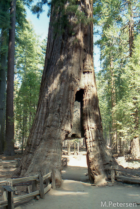 Mariposa Grove - Yosemite Nationalpark