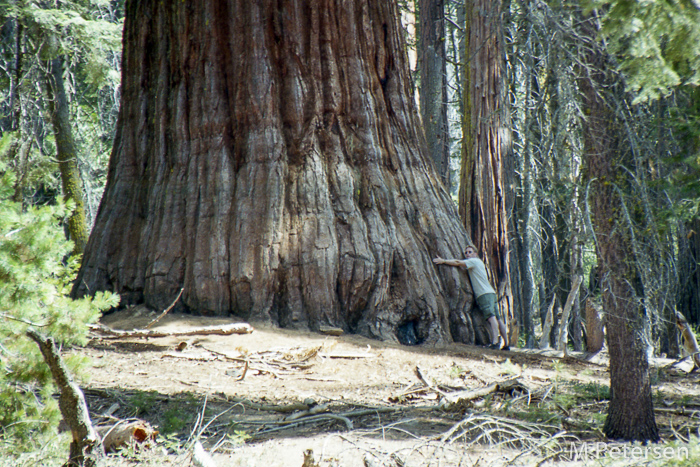 Mariposa Grove - Yosemite Nationalpark