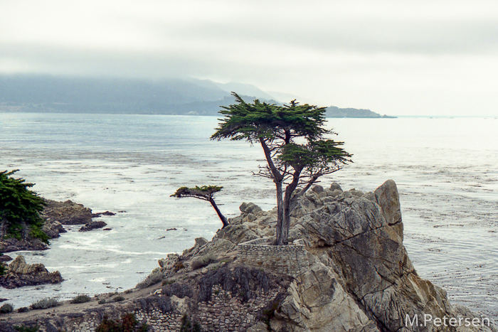 Lone Cypress - 17 Mile Drive