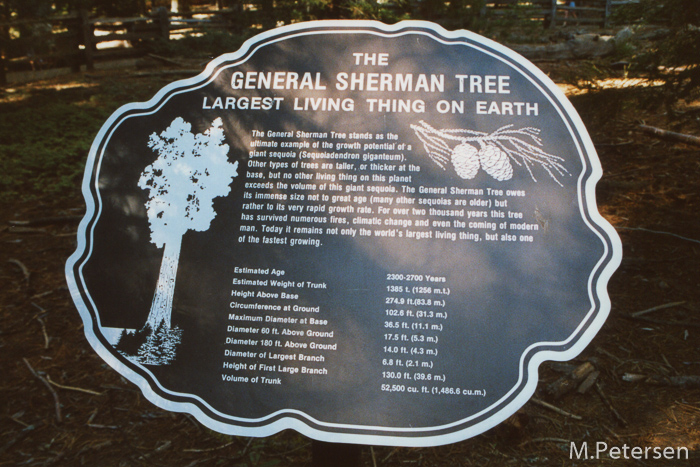 General Sherman Tree - Sequoia Nationalpark