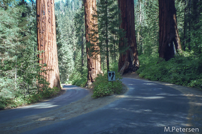 Highway 198 - Sequoia Nationalpark