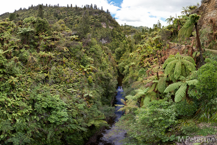 Bridge to Nowhere Jetboat Tour - Whanganui River