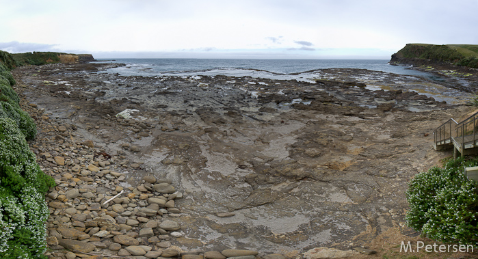 Fossil Forest, Curio Bay - Catlins