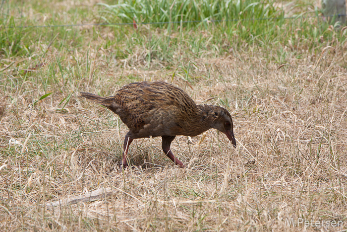 Weka - Cape Foulwind