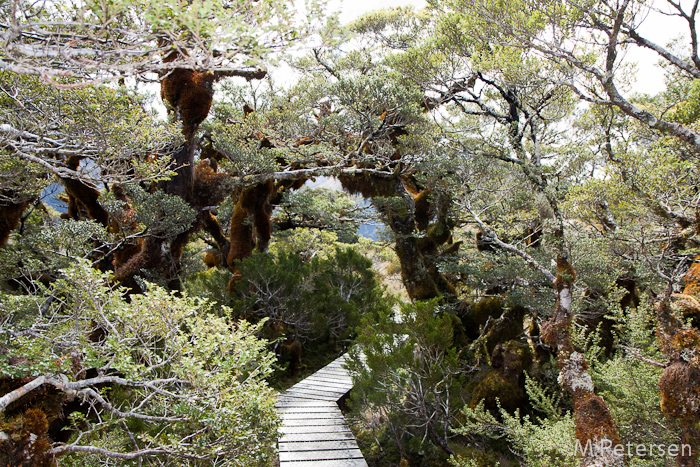 Key Summit Alpine Nature Walk - Milford Road