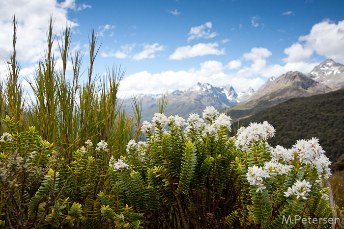 Key Summit Alpine Nature Walk - Milford Road