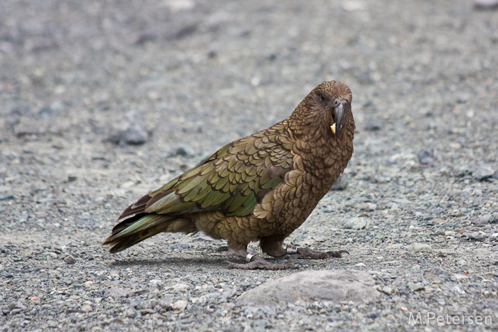 Kea - Milford Road