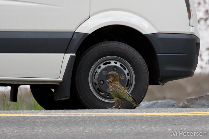 Kea - Milford Road