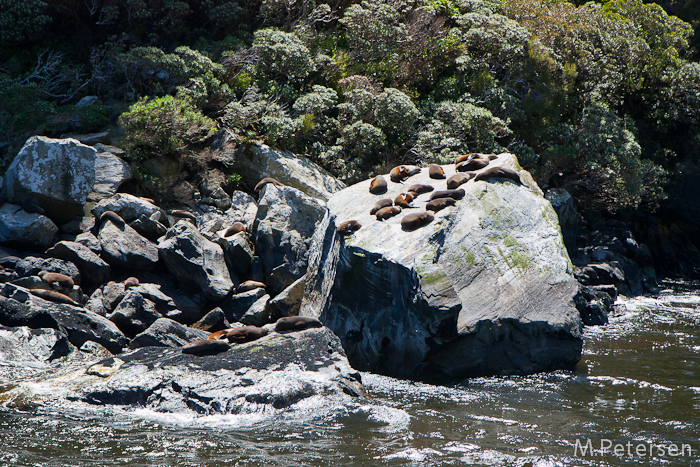 Seal Rock - Milford Sound