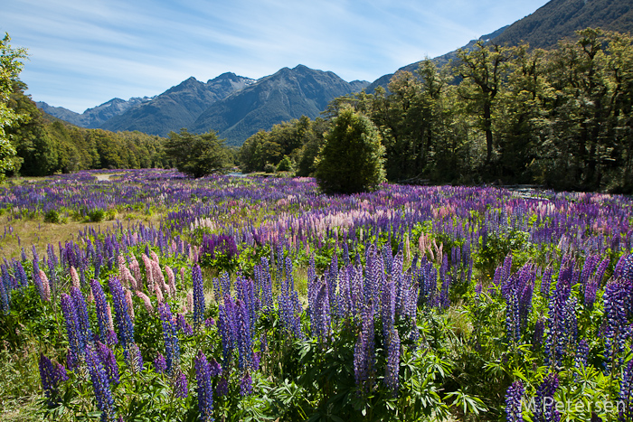 Cascade Creek - Milford Road