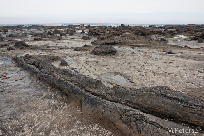 Fossil Forest, Curio Bay - Catlins