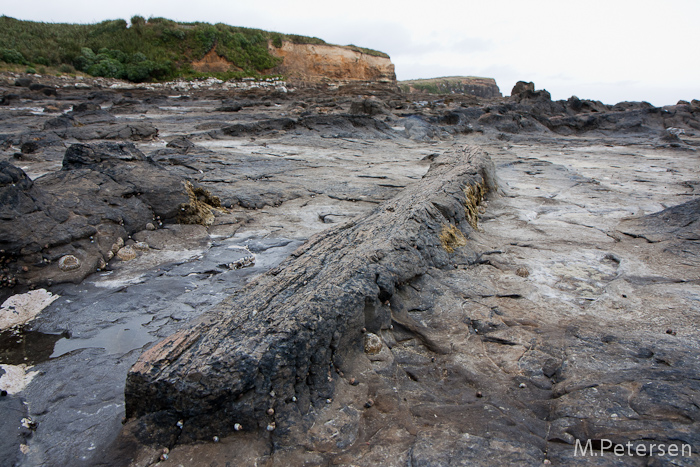 Fossil Forest, Curio Bay - Catlins