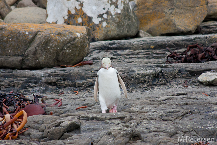 Gelbaugenpinguin, Curio Bay - Catlins