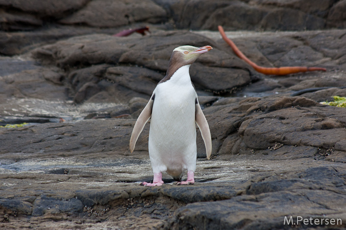 Gelbaugenpinguin, Curio Bay - Catlins