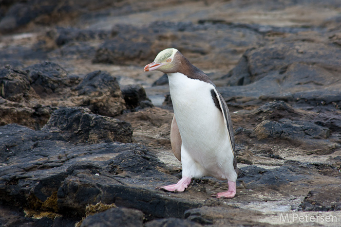 Gelbaugenpinguin, Curio Bay - Catlins