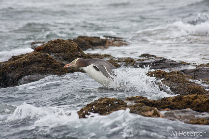 Gelbaugenpinguin - Curio Bay