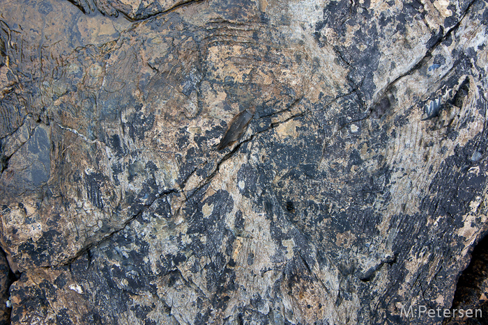 Fossil Forest, Curio Bay - Catlins