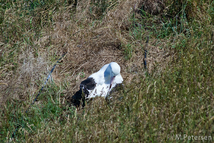 Royal Albatross Centre, Taiaroa Head - Otago Peninsula