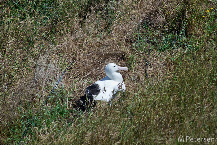 Royal Albatross Centre, Taiaroa Head - Otago Peninsula