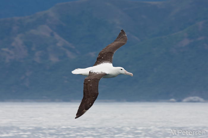 Whale Watching Tour - Kaikoura