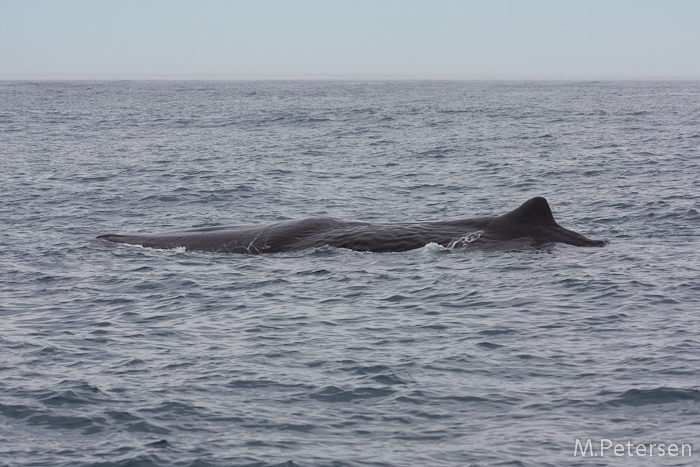 Whale Watching Tour - Kaikoura