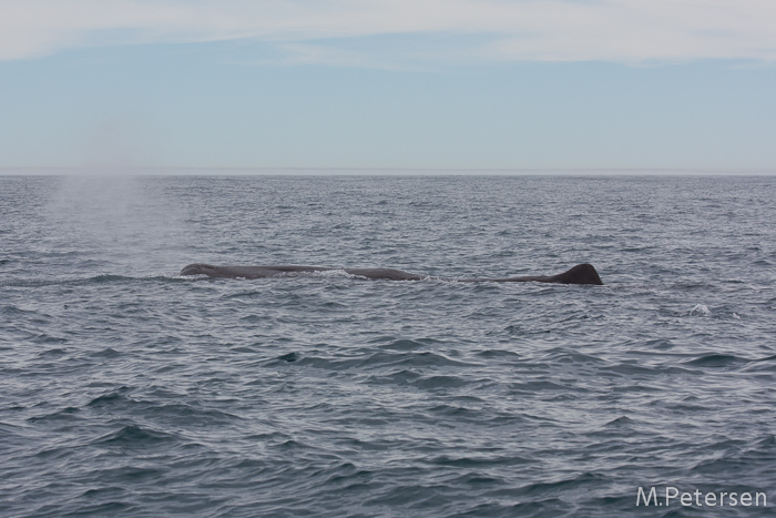 Whale Watching Tour - Kaikoura