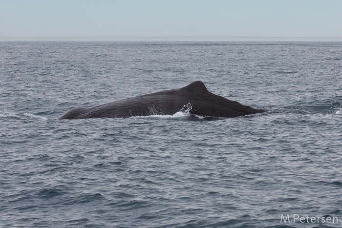 Whale Watching Tour - Kaikoura