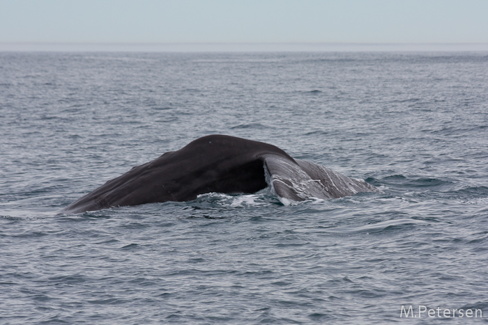 Whale Watching Tour - Kaikoura