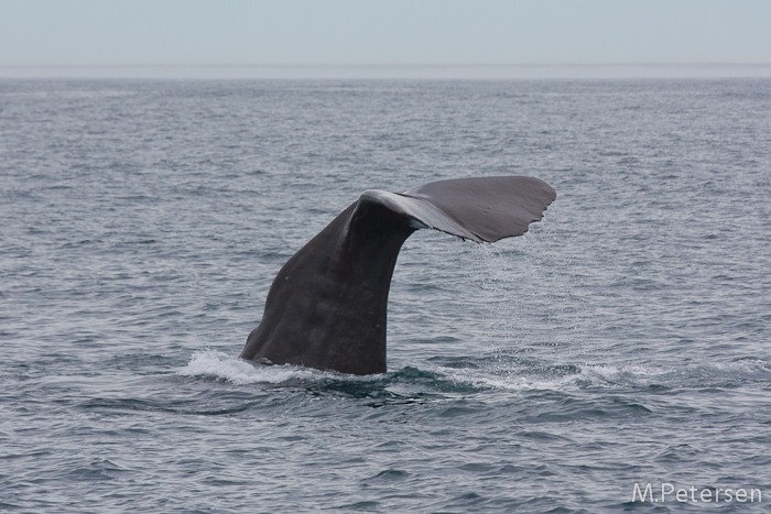 Whale Watching Tour - Kaikoura