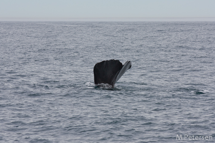 Whale Watching Tour - Kaikoura