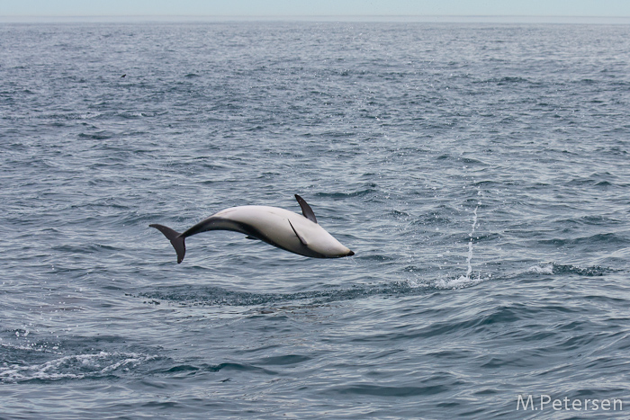 Whale Watching Tour - Kaikoura