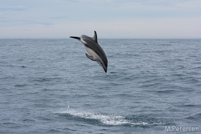 Whale Watching Tour - Kaikoura