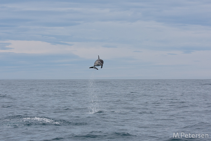 Whale Watching Tour - Kaikoura