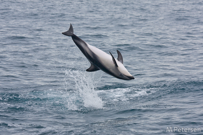 Whale Watching Tour - Kaikoura