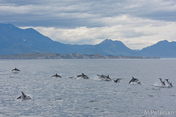 Whale Watching Tour - Kaikoura