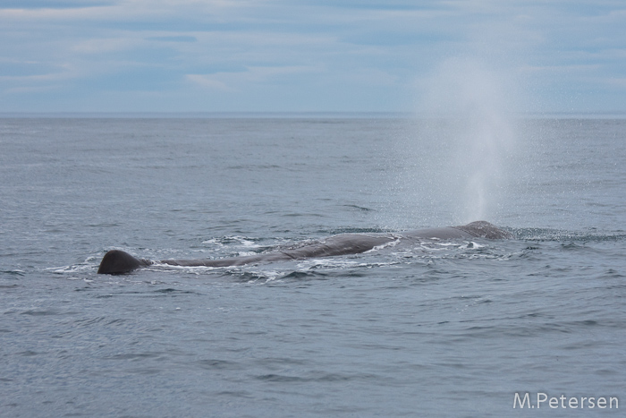 Whale Watching Tour - Kaikoura