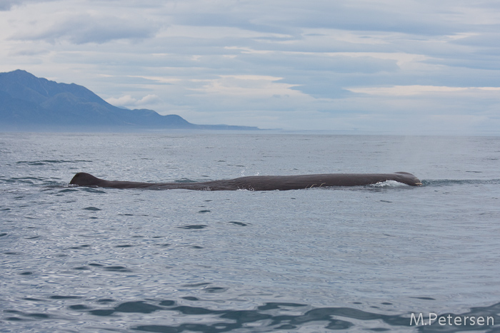 Whale Watching Tour - Kaikoura