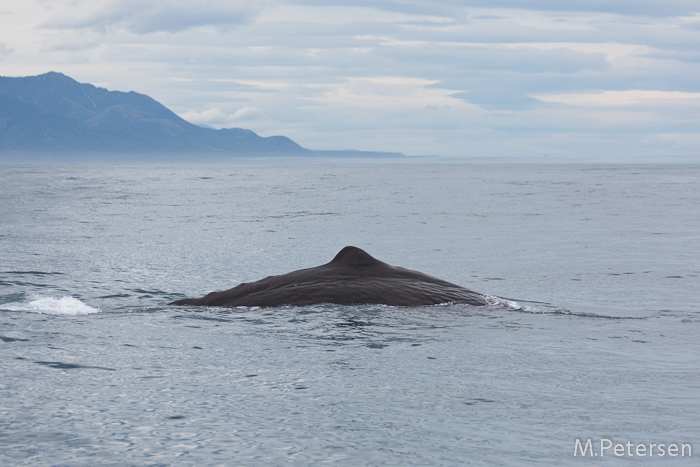 Whale Watching Tour - Kaikoura