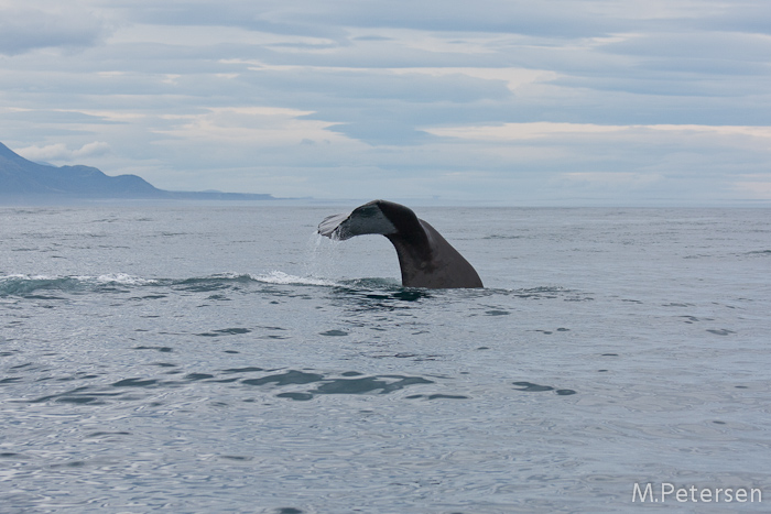 Whale Watching Tour - Kaikoura