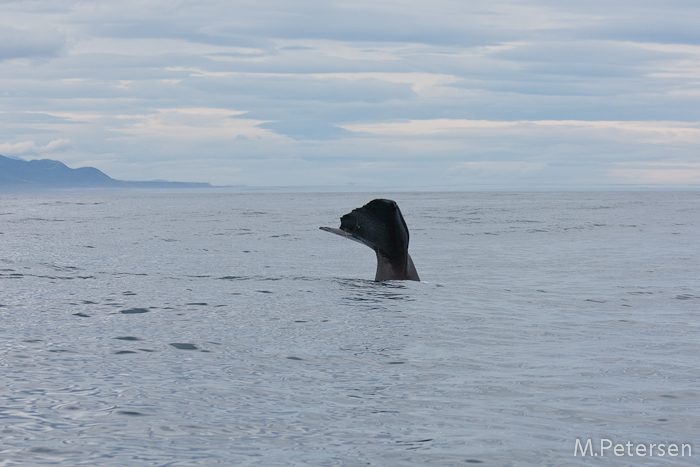 Whale Watching Tour - Kaikoura