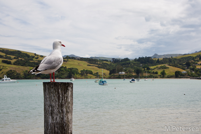 Akaroa - Banks Peninsula