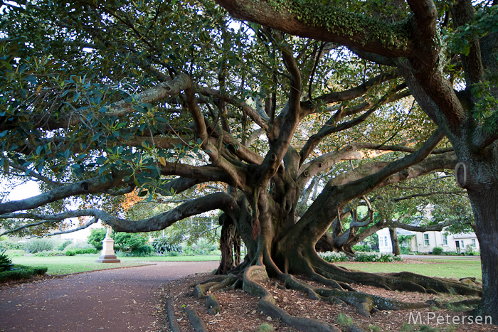 Albert Park - Auckland