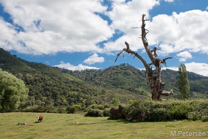 Whanganui River Road - Whanganui River