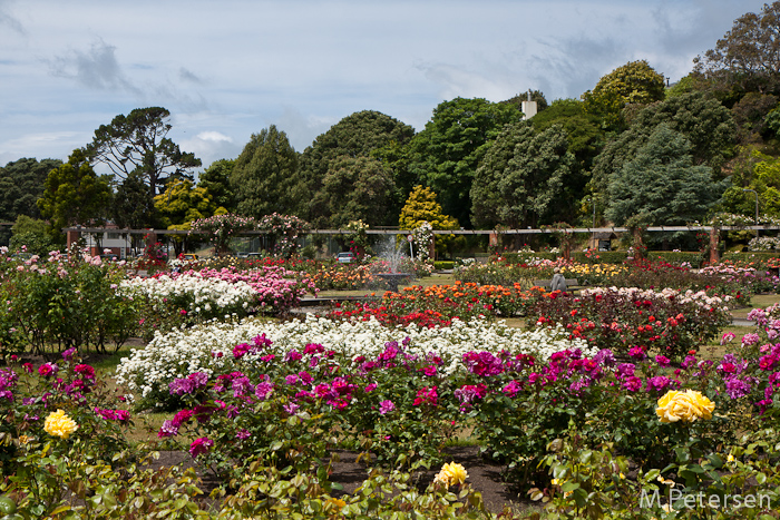 Lady Norwood Rosengarten - Wellington