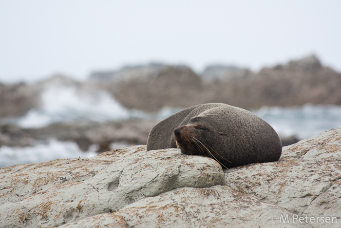 Neuseeländische Pelzrobbe (New Zealand Fur Seal) - Kaikoura Peninsula Walkway