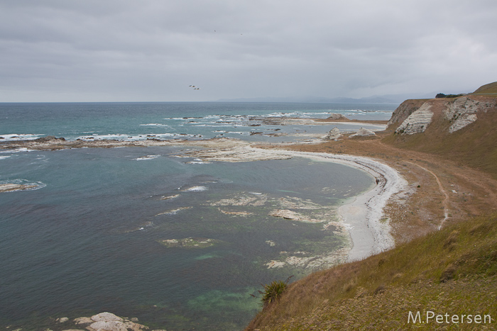 Whalers Bay - Kaikoura Peninsula Walkway